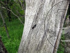 Оруссус паразитический 002